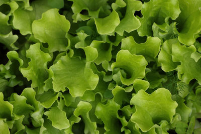 Full frame shot of green leaves