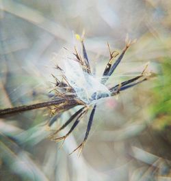 Close-up of spider on web