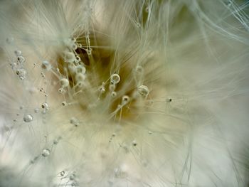 Close-up of dandelion