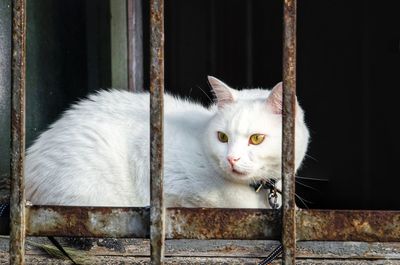 Portrait of cat sitting on metal