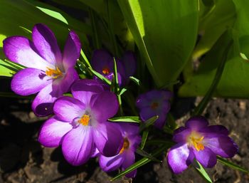 Close-up of purple flowers blooming outdoors