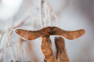 Close-up of dried plant against blurred background