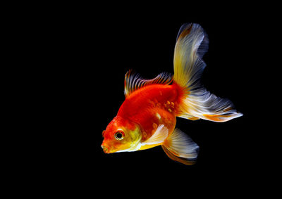 Close-up of fish swimming in sea