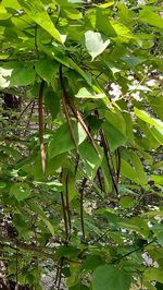 Low angle view of leaves on tree in forest