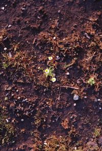 Plant growing on ground