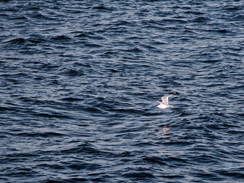 Duck swimming in sea against sky