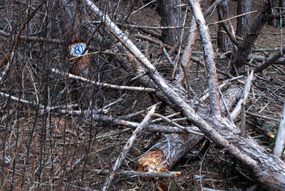 Bare trees on field in forest during winter