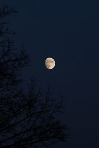 Low angle view of moon in sky at night