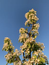 Low angle view of cherry blossom against clear blue sky
