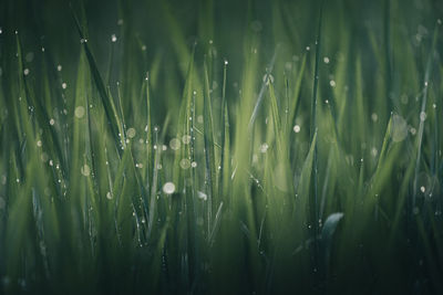 Full frame shot of raindrops on plants