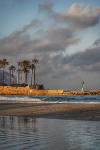 Palm trees on beach against sky