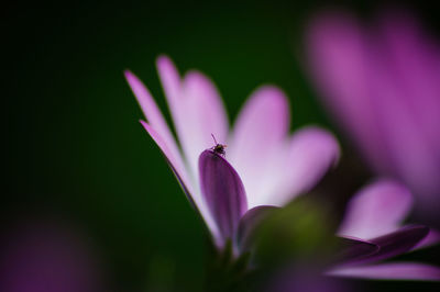 Close-up of insect on purple flower