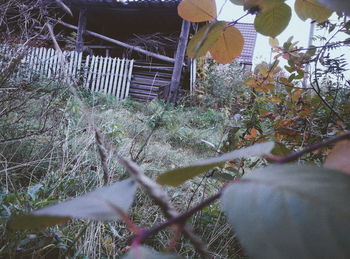 Close-up of plants against trees