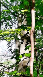 Low angle view of tree trunk in forest