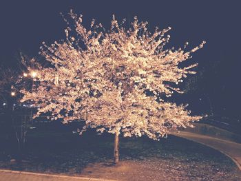 View of bare trees at night