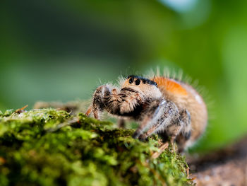 Close up portrait of tarantula spider. big hairy arachnida on green moss.