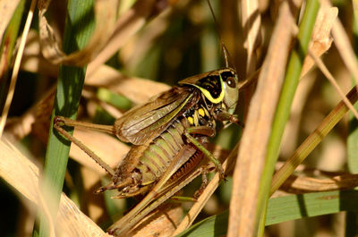 Close-up of insect perching on plant