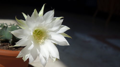 Close-up of white flower