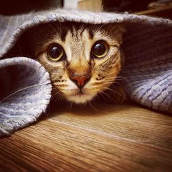 Close-up portrait of a cat