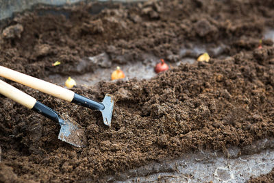 Rake and a shovel are inserted into the ground from the garden, the onion-sowing is planted. 