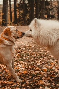 Side view of two dogs, a labrador and a samoyed, touching their noses on a field during autumn 