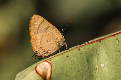 Close-up of butterfly on leaf