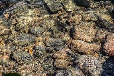 Full frame shot of shells in sea