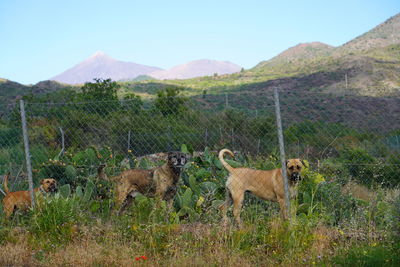 View of animals on field against mountain range