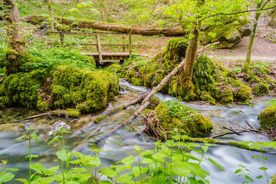 Scenic view of lake in forest