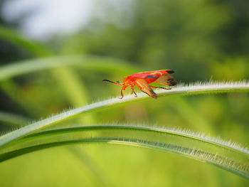 Close-up of insect on leaf