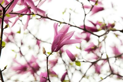 Low angle view of pink flowers blooming on tree