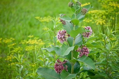 Close-up of pink flowering plant