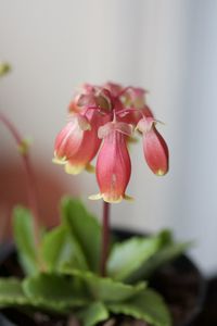 Close-up of pink flowers blooming outdoors