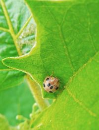 Close-up of insect on leaf