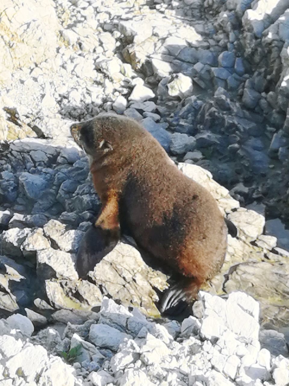 HIGH ANGLE VIEW OF ANIMAL ON ROCK