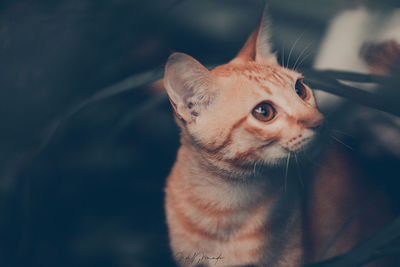 Close-up portrait of a cat