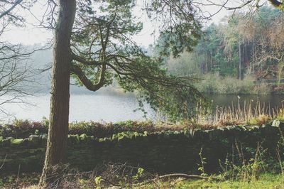 Trees growing in park against sky