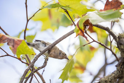 Low angle view of bird perching on tree against sky