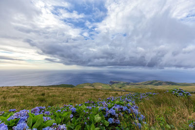 Scenic view of flowering plants on land against sky