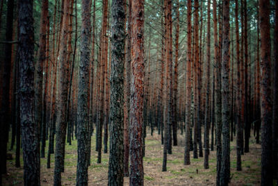 Bare trees on field at forest