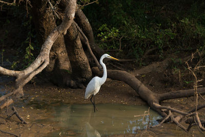 Bird perching on a tree