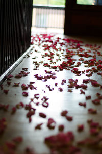 Close-up of leaves at home