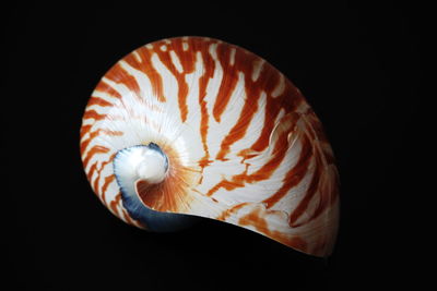 Close-up of shell over black background