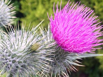 Close-up of thistle blooming outdoors