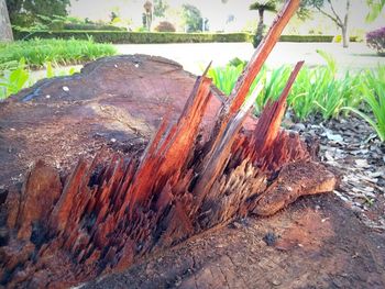 Close-up of log on tree