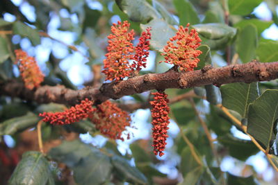 Low angle view of red flowering plant