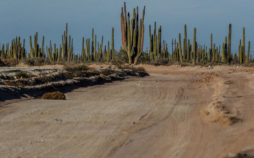 Scenic view of desert against sky