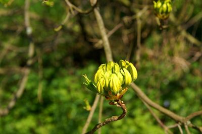 Close-up of yellow flowers