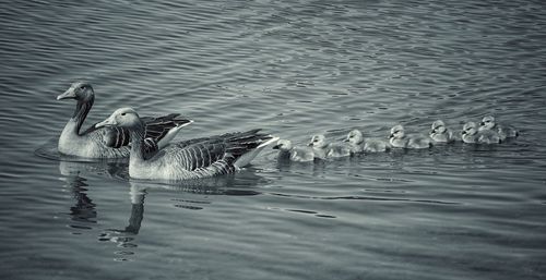 Birds swimming in lake
