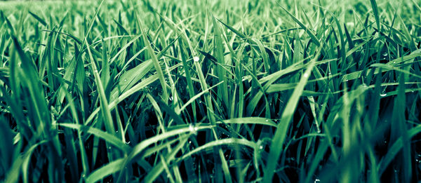 Full frame shot of crops growing on field